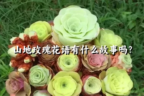 山地玫瑰花语有什么故事吗？