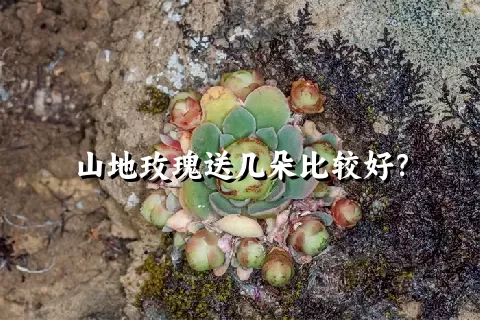 山地玫瑰送几朵比较好？