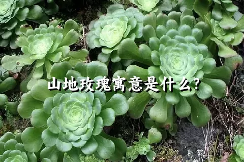 山地玫瑰寓意是什么？