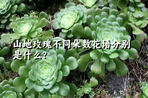 山地玫瑰不同朵数花语分别是什么？