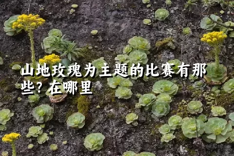 山地玫瑰为主题的比赛有那些？在哪里