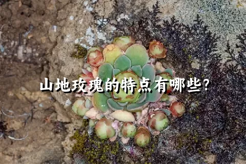 山地玫瑰的特点有哪些？