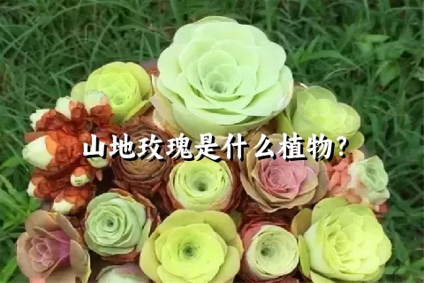 山地玫瑰是什么植物？