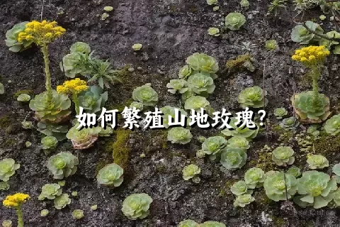 如何繁殖山地玫瑰？