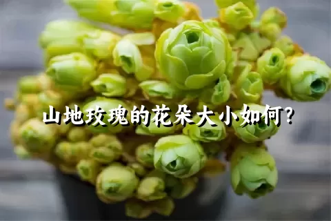 山地玫瑰的花朵大小如何？