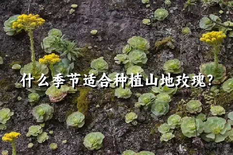 什么季节适合种植山地玫瑰？