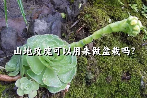 山地玫瑰可以用来做盆栽吗？