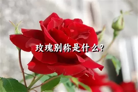 玫瑰别称是什么？