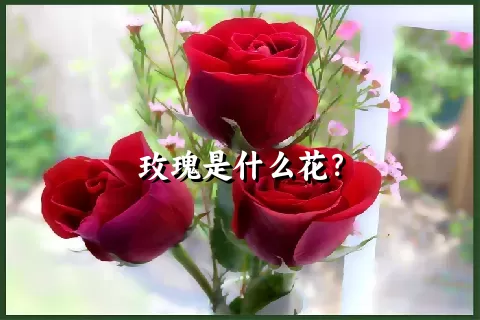 玫瑰是什么花？