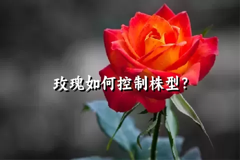 玫瑰如何控制株型？