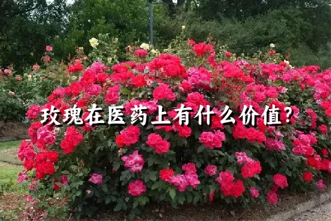 玫瑰在医药上有什么价值？