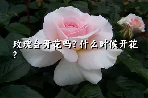 玫瑰会开花吗？什么时候开花？