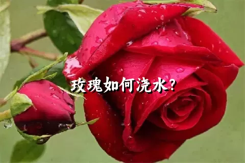 玫瑰如何浇水？