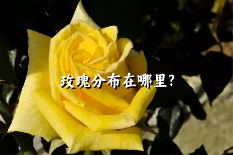 玫瑰分布在哪里?