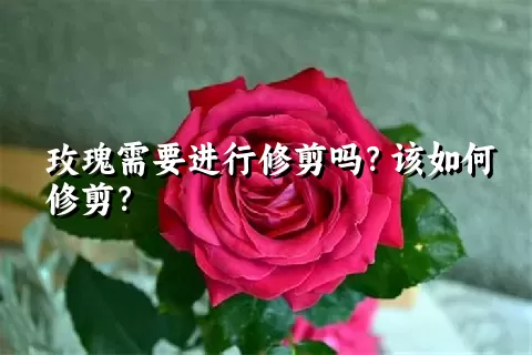 玫瑰需要进行修剪吗？该如何修剪？