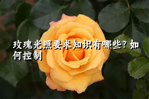 玫瑰光照要求知识有哪些？如何控制