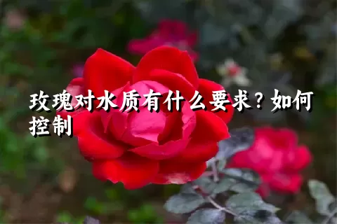 玫瑰对水质有什么要求？如何控制