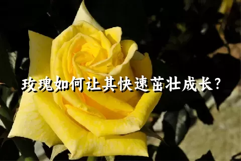 玫瑰如何让其快速茁壮成长？