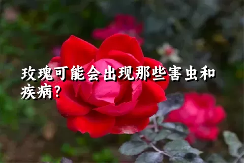 玫瑰可能会出现那些害虫和疾病？