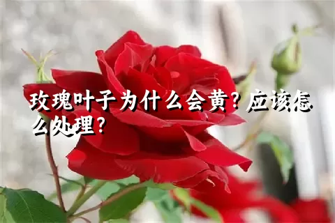 玫瑰叶子为什么会黄？应该怎么处理？