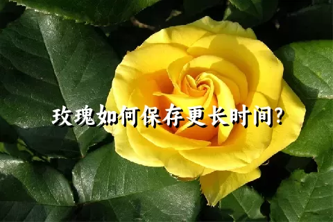 玫瑰如何保存更长时间？