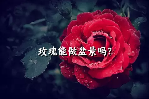 玫瑰能做盆景吗？