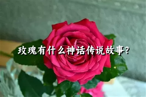 玫瑰有什么神话传说故事？