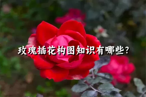 玫瑰插花构图知识有哪些？