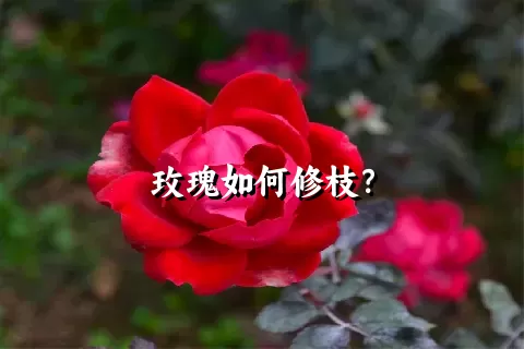 玫瑰如何修枝？