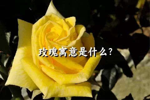 玫瑰寓意是什么？