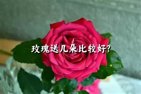 玫瑰送几朵比较好？