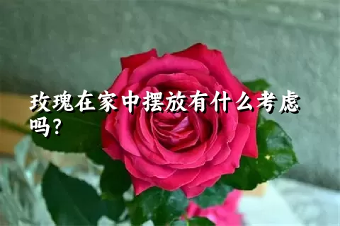 玫瑰在家中摆放有什么考虑吗？