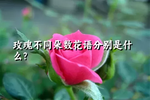 玫瑰不同朵数花语分别是什么？