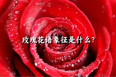 玫瑰花语象征是什么？