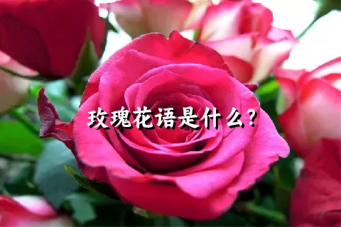 玫瑰花语是什么？