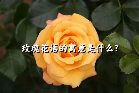 玫瑰花语的寓意是什么？