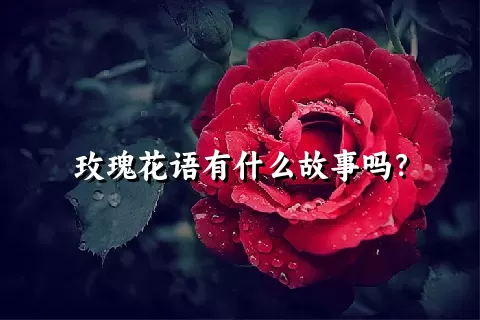 玫瑰花语有什么故事吗？