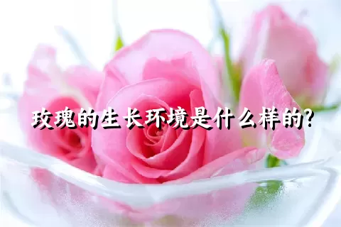 玫瑰的生长环境是什么样的?