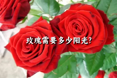 玫瑰需要多少阳光?