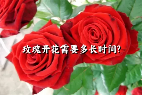 玫瑰开花需要多长时间?