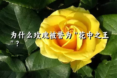 为什么玫瑰被誉为“花中之王”?