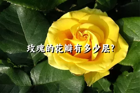 玫瑰的花瓣有多少层?