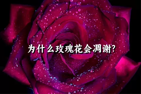 为什么玫瑰花会凋谢?