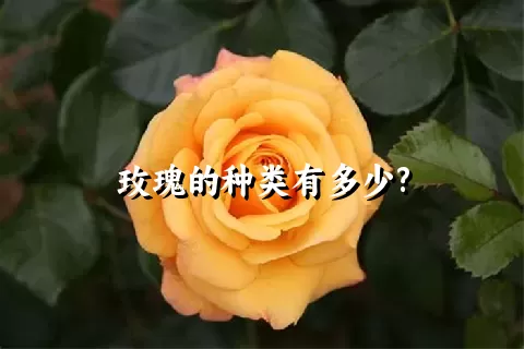 玫瑰的种类有多少?