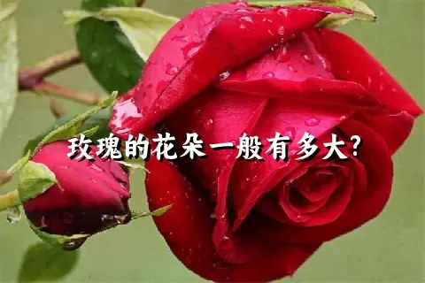 玫瑰的花朵一般有多大?