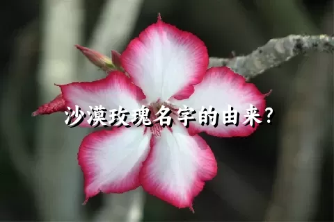 沙漠玫瑰名字的由来？