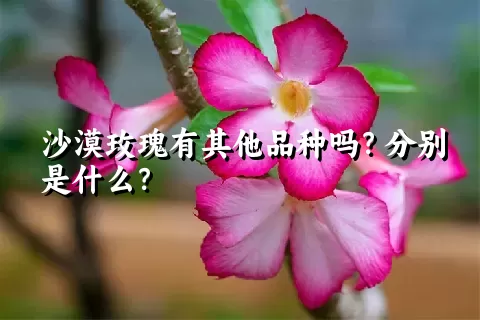 沙漠玫瑰有其他品种吗？分别是什么？