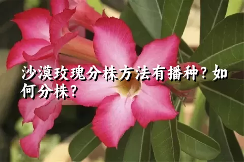 沙漠玫瑰分株方法有播种？如何分株？