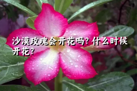 沙漠玫瑰会开花吗？什么时候开花？