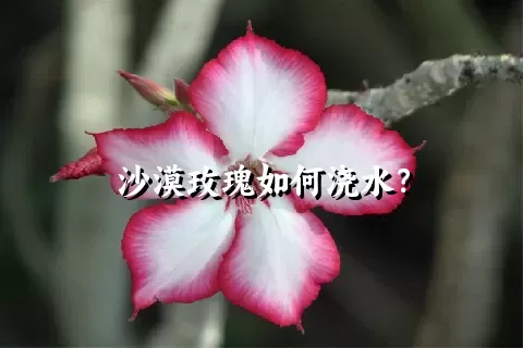 沙漠玫瑰如何浇水？